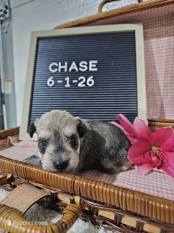 Chase, a male Miniature Schnauzer for sale in Nappanee, IN – 1 of 10