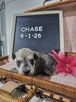 Chase, a male Miniature Schnauzer for sale in Nappanee, IN – 1 of 10