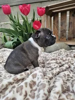 Magic, a male Boston Terrier for sale in Nappanee, IN – Photo 6 of 8