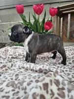 Magic, a male Boston Terrier for sale in Nappanee, IN – Photo 2 of 8