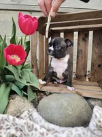 Magic, a male Boston Terrier for sale in Nappanee, IN – Photo 8 of 8