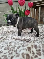 Magic, a male Boston Terrier for sale in Nappanee, IN – Photo 3 of 8