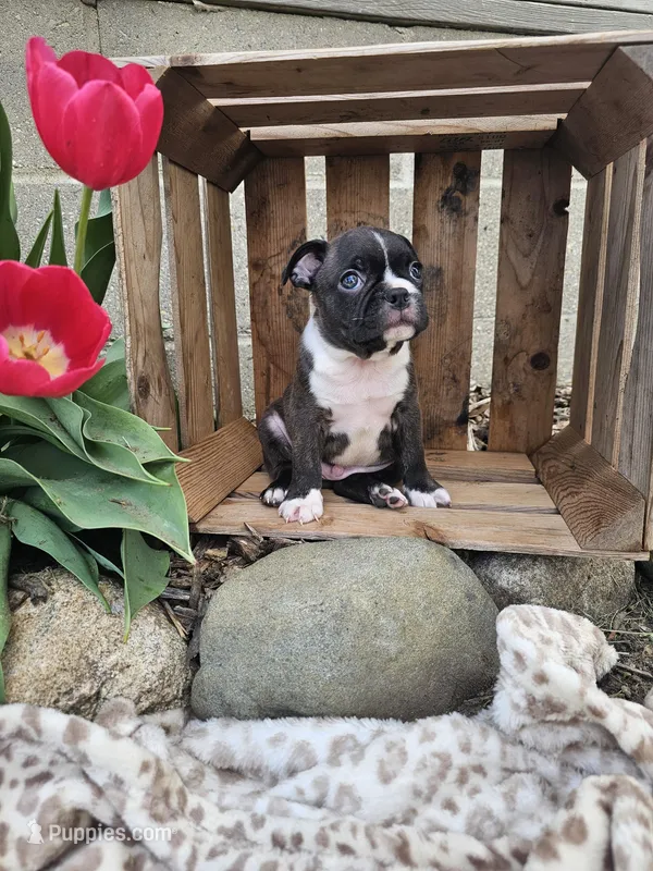 Magic – Boston Terrier puppy for sale in Nappanee, IN