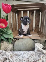 Magic, a male Boston Terrier for sale in Nappanee, IN – Photo 1 of 8