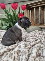 Magic, a male Boston Terrier for sale in Nappanee, IN – Photo 7 of 8