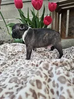 Magic, a male Boston Terrier for sale in Nappanee, IN – Photo 4 of 8