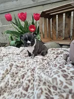 Magic, a male Boston Terrier for sale in Nappanee, IN – Photo 5 of 8