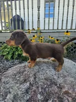 Ginger, a male Miniature Dachshund for sale in Nappanee, IN – 8 of 8