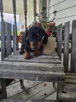 bud, a male Dachshund for sale in Nappanee, IN – 8 of 10