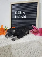 Dena, a female Miniature Schnauzer for sale in Nappanee, IN – 9 of 10