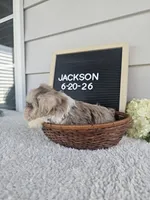 Jackson, a male Miniature Schnauzer for sale in Nappanee, IN – 2 of 10
