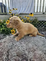 Pumpkin, a male Miniature Dachshund for sale in Nappanee, IN – 4 of 10