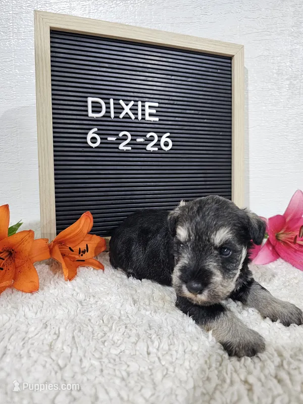 Dixie – Miniature Schnauzer puppy for sale in Nappanee, IN