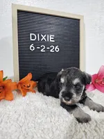 Dixie, a female Miniature Schnauzer for sale in Nappanee, IN – 1 of 10