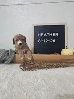 Heather, a female Miniature Goldendoodle for sale in Nappanee, IN – 9 of 10