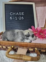 Chase, a male Miniature Schnauzer for sale in Nappanee, IN – 10 of 10