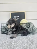 Dena, a female Miniature Schnauzer for sale in Nappanee, IN – 5 of 10