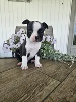 Arlo, a male Boston Terrier for sale in Nappanee, IN – 6 of 10