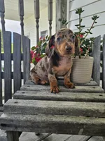 Buster, a male Dachshund for sale in Nappanee, IN – 5 of 8