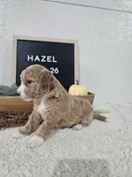 Hazel, a female Miniature Goldendoodle for sale in Nappanee, IN – 2 of 10