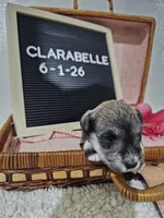 Clarabelle, a female Miniature Schnauzer for sale in Nappanee, IN – 8 of 10