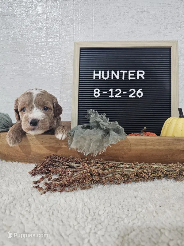Hunter – Miniature Goldendoodle puppy for sale in Nappanee, IN