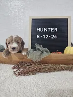 Hunter, a male Miniature Goldendoodle for sale in Nappanee, IN – 1 of 9