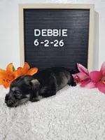 Debbie, a female Miniature Schnauzer for sale in Nappanee, IN – 7 of 10