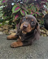 Rock, a male Dachshund for sale in Nappanee, IN – 8 of 9