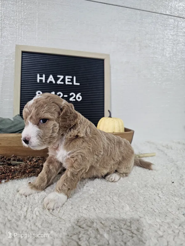 Hazel – Miniature Goldendoodle puppy for sale in Nappanee, IN