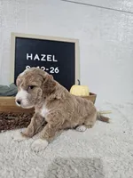 Hazel, a female Miniature Goldendoodle for sale in Nappanee, IN – 1 of 10