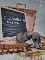 Clarabelle, a female Miniature Schnauzer for sale in Nappanee, IN – 9 of 10