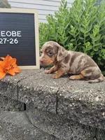 Phoebe, a female Dachshund for sale in Nappanee, IN – 2 of 10