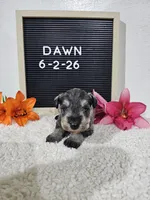 Dawn, a female Miniature Schnauzer for sale in Nappanee, IN – 9 of 10
