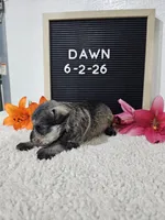 Dawn, a female Miniature Schnauzer for sale in Nappanee, IN – 5 of 10