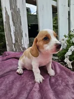Barney, a male Miniature Dachshund for sale in Nappanee, IN – 4 of 7