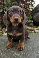 Rock, a male Dachshund for sale in Nappanee, IN – 5 of 9