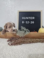 Hunter, a male Miniature Goldendoodle for sale in Nappanee, IN – 9 of 9