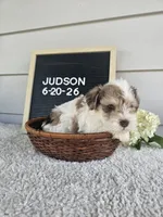 Judson, a male Miniature Schnauzer for sale in Nappanee, IN – 2 of 9