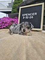 Spancer, a male Miniature Schnauzer for sale in Nappanee, IN – 2 of 8