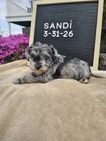 Sandi, a female Miniature Schnauzer for sale in Nappanee, IN – 2 of 8