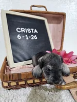 Crista, a male Miniature Schnauzer for sale in Nappanee, IN – 8 of 9