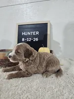 Hunter, a male Miniature Goldendoodle for sale in Nappanee, IN – 2 of 9