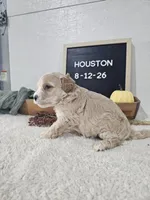 Houston, a male Miniature Goldendoodle for sale in Nappanee, IN – 4 of 8