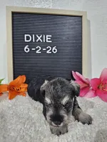 Dixie, a female Miniature Schnauzer for sale in Nappanee, IN – 8 of 10