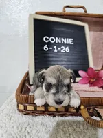 Connie, a female Miniature Schnauzer for sale in Nappanee, IN – 6 of 9