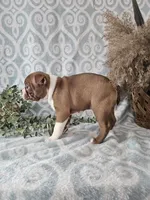 Casey, a female Boston Terrier for sale in Nappanee, IN – Photo 7 of 10