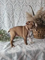 Casey, a female Boston Terrier for sale in Nappanee, IN – Photo 9 of 10