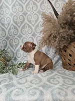 Casey, a female Boston Terrier for sale in Nappanee, IN – Photo 6 of 10