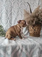 Casey, a female Boston Terrier for sale in Nappanee, IN – Photo 10 of 10